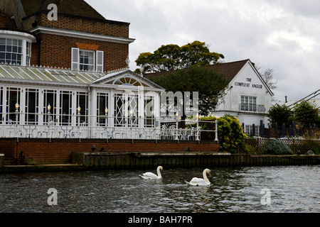 zwei Schwäne auf der Themse von Compleat Angler bei Marlow, Buckinghamshire, England, GB Stockfoto