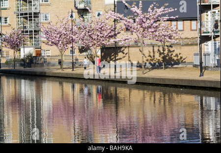 Bäume im Frühling blühen in Hertford Union Canal, London gesehen. VEREINIGTES KÖNIGREICH. Stockfoto