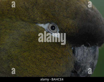 Nahaufnahme des Auges eines Patagonian Conure oder Graben Sittich (Cyanoliseus Patagonus) (Captive Vogel) Stockfoto