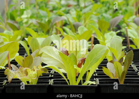 Gemischte Salat-Sämlinge wachsen in Töpfen im Frühjahr. Stockfoto