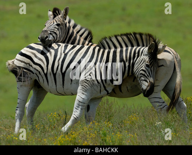 Ein paar Burchell Zebra (Equus Burchelli) stehen Kopf bis Rute in typischen Pferd Mode und einander beschnuppern. Stockfoto