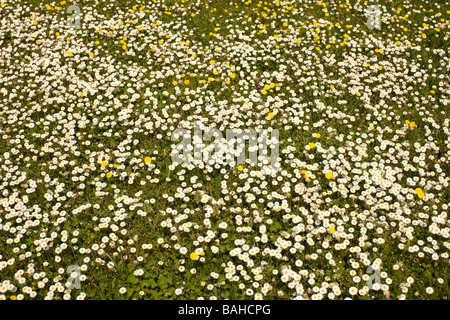 Wiese mit Gänseblümchen und Löwenzahn Stockfoto