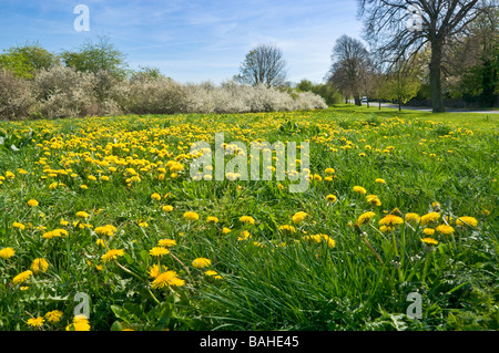 eine Masse von Löwenzahn auf einem breiten Grünstreifen in der Nähe von Middleham, North Yorkshire. Blackthorn Blüte im Hintergrund. Stockfoto