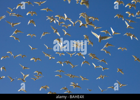 Little Corellas Stockfoto