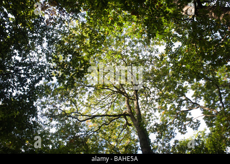 Sommer Sonnenlicht dringt durch die alten Äste und Laub von schwankenden Eichen in die alten Wald von Sydenham Wood Stockfoto