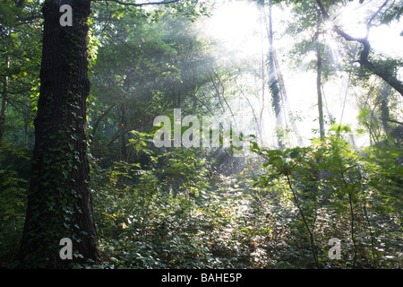 Sommer Sonne filtert durch die alten Äste und Laub von Eiche und Buche Bäume in die alten Wald von Sydenham Wood Stockfoto