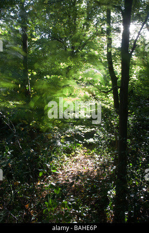 Sommer Sonnenlicht dringt durch die alten Äste und Laub gesund Buche Bäume in die alten Wald von Sydenham Wood Stockfoto