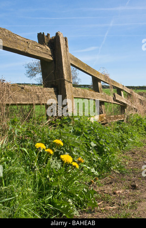 Löwenzahn wächst auf dem Grünstreifen in Wensleydale, North Yorkshire Stockfoto