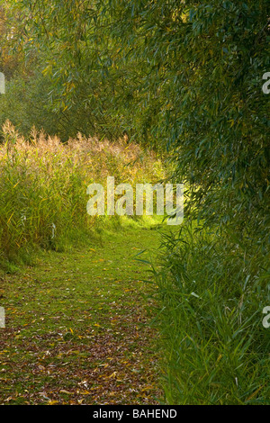 Ein Schilf gesäumten Fußweg in Laub im Steinbruch Naturreservat Messingham Sand bedeckt an einem Oktober-Nachmittag. Stockfoto