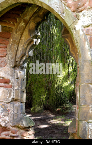 Libanon-Zeder, Acton Burnell Castle, Shropshire, England. Stockfoto