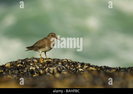 Meerstrandläufer (Calidris Maritima) Stockfoto