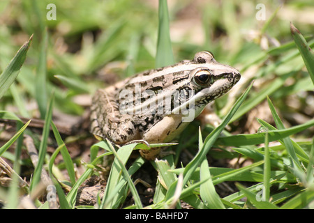 Maskarenen Ridged Frosch Ptychadena Mascareniensis saß auf Rasen In Anja Gemeinschaftsreserve, Ambalavao, Madagaskar Stockfoto