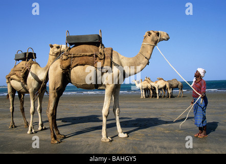 Che Shale, Malindi, Kenia, Afrika Stockfoto