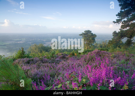 Heather am Leith Hill Surrey August Stockfoto