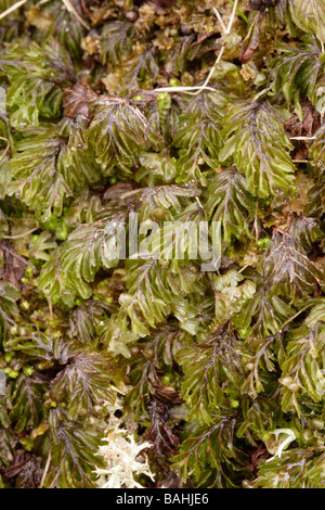 Wilson s filmy Farn Hymenophyllum Wilsonii UK Stockfoto