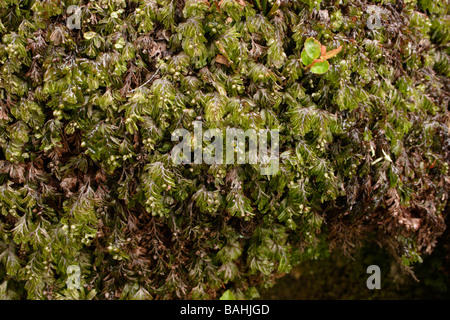 Wilson s filmy Farn Hymenophyllum Wilsonii UK Stockfoto