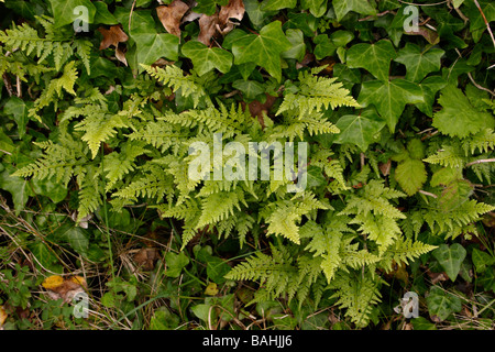 Schwarz Spleenwort Asplenium Venushaarfarns Nigrum auf einer Felswand UK Stockfoto