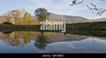 Ein einsamer Baum spiegelt sich in einem See in der Nähe der Blue Ridge Mountains in Nelson, Albemarle County VA Stockfoto