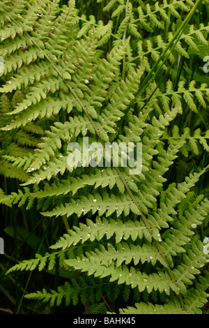 Sumpf-Farn Thelypteris Palustris Theylpteridaceae UK Stockfoto