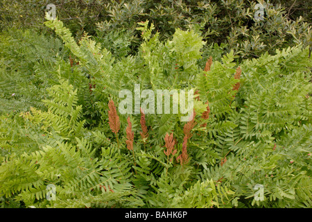Königsfarn Osmunda Regalis mit Sporangien UK Stockfoto