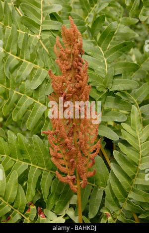 Königsfarn Osmunda Regalis mit Sporangien UK Stockfoto