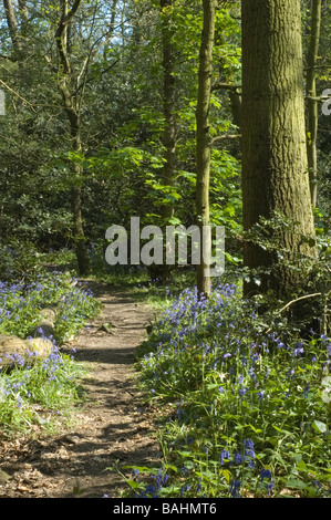 Weg durch eine Kent Bluebell-Holz. Stockfoto