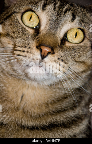 Tabby Katze Stockfoto
