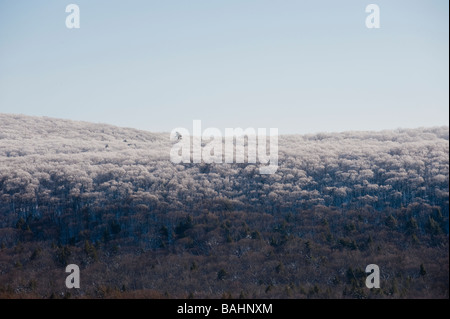 EINE WEIßE KIEFER STEHT ÜBER SCHNEE BEDECKTE BÄUME OTTAWA NATIONAL FOREST Stockfoto