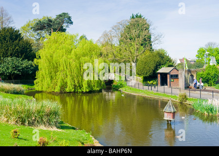 Frühling in Golders Hill Park, Golders Green, Zierteich & Buckel zurück Fußgängerbrücke & Weeping Willow tree Stockfoto