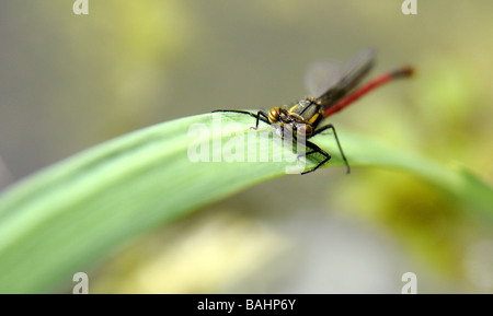 Frisch geschlüpfte große Red Damselfly, Pyrrhosoma Nymphula auf Iris Blatt Stockfoto