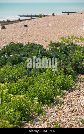 Sea Kale wächst im Frühjahr am Kiesstrand bei Ferring, West Sussex. Großbritannien Stockfoto