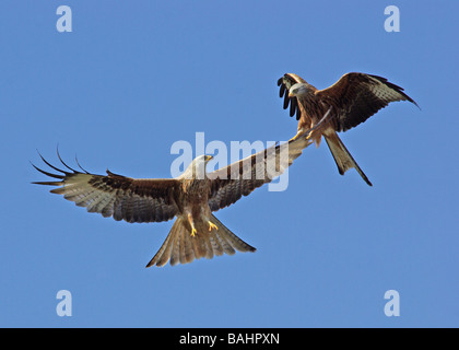 Rotmilane - Milvus milvus Stockfoto