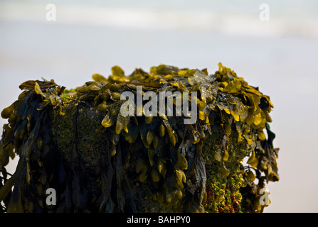 Blasentang (Fucus vesiculosus) Algen bedeckt groyne am Ferring Strand, Sussex, England. Stockfoto