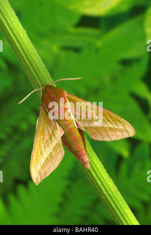 Elefant Hawkmoth - Deilephila elpenor Stockfoto