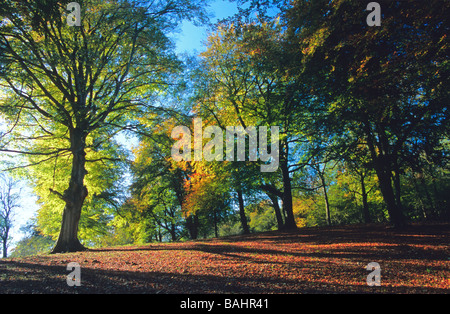 Buche im Herbst Laub Oxfordshire Stockfoto