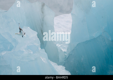 Möwen fliegen über Eisberg losgelöst von Monacobreen Gletscher Svalbard Stockfoto