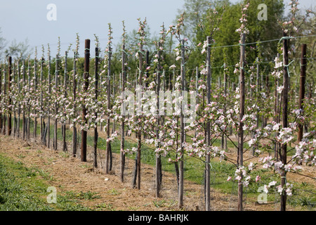 Junge Pflaumenbäume In Kent Stockfoto