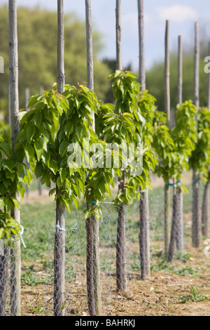 Junge Pflaumenbäume In Kent Stockfoto