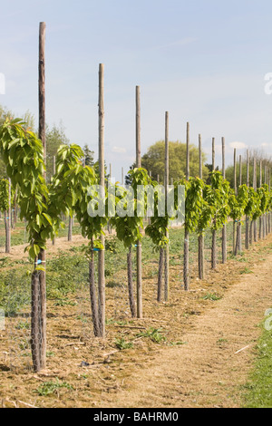 Junge Pflaumenbäume In Kent Stockfoto