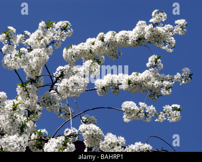 Weiß blühende Kirschbaum in voller Blüte vor blauem Himmel. Stockfoto