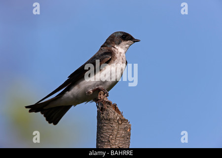 Baum schlucken Tachycineta bicolor Weibchen sitzt auf einem gebrochenen Zweig Stockfoto