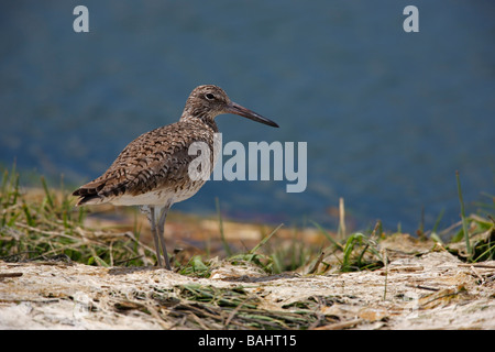 Willet Catoptrophorus Semipalmatus Semipalmatus östlichen Unterart in der Zucht Gefieder stehen im sand Stockfoto