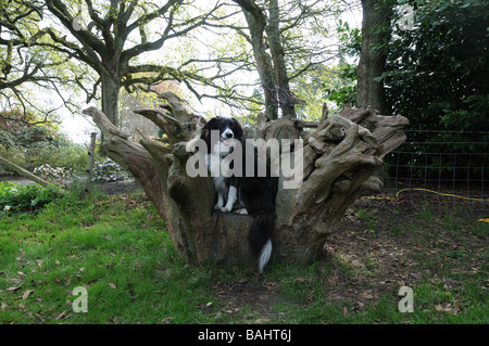 Hund am Baum Stump Sitz Stockfoto