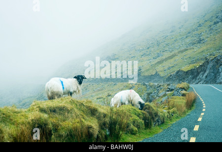 Bergschafe durchstreifen, wo sie wollen, auf Connor Pass in der Nähe der kleinen Stadt Dingle Bay, Irland Stockfoto