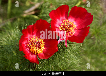 Farn Leaf Peony, Paeonia tenuifolia, Paeoniaceae. Kaukasus, Russland, Ukraine und Osteuropa Stockfoto