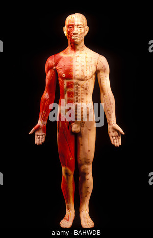 Akupunkturmodell Stockfoto