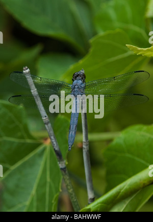 Libelle Stockfoto