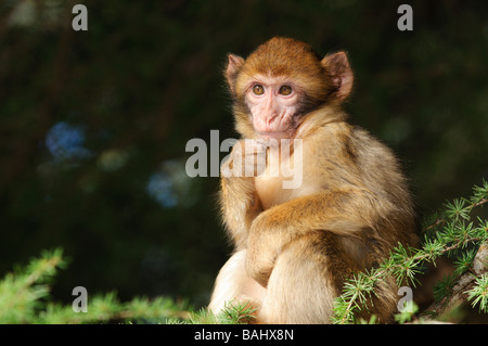 Young Barbary Macaque Macaca Sylvanus sitzen auf Bäumen in den Zedernwald Mitte Atlas-Gebirge Azrou Marokko Stockfoto