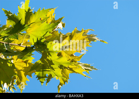 Platane Blätter im Gegenlicht Stockfoto