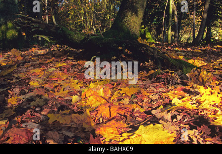 Teppich aus Herbstlaub auf einem Waldboden Stockfoto